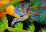 Hameleon